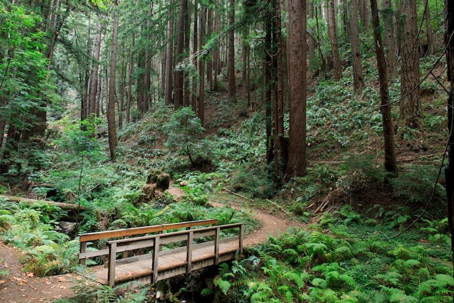 Purisma_Creek_Redwoods